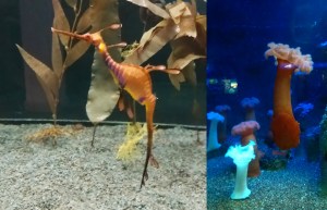 From the Aquarium - I had no idea sea creatures like this even existed! Living things truly are moving, breathing sculptures - complete works of art.